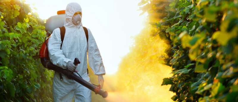 Bed Bug Treatment