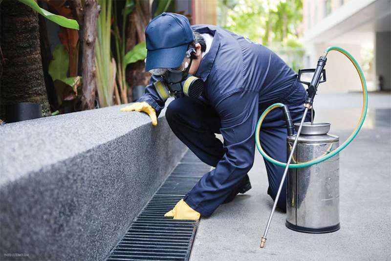 Bee Relocation and Removal